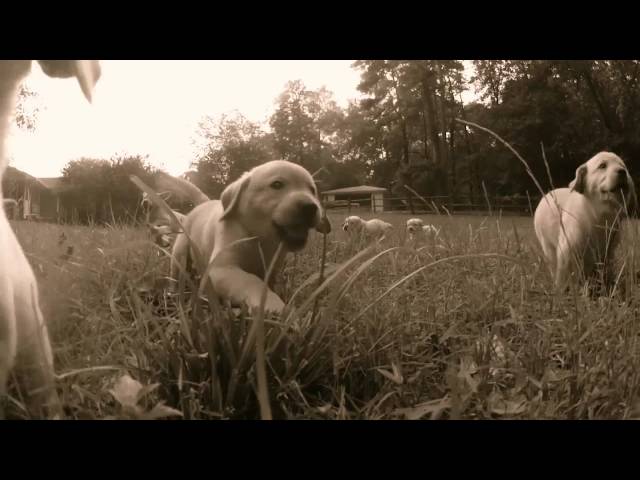 LABPUPS.COM - Yellow Labrador Puppies Running