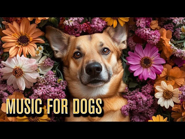 Relax My Dog Deep Sleep Calming Music: Soothe Dogs Anxiety and Promote Better Sleep