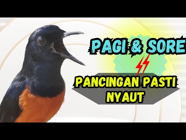 Pancingan PAGI SORE Murai Batu Gacor Sangat Ampuh Agar Murai Diam Langsung Nyaut Emosi Bongkar Isian