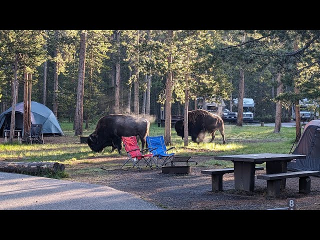 Yellowstone-Old Faithful, Biscuit Basin, and Mammoth Hot Springs-Bears, Elk, and Bison