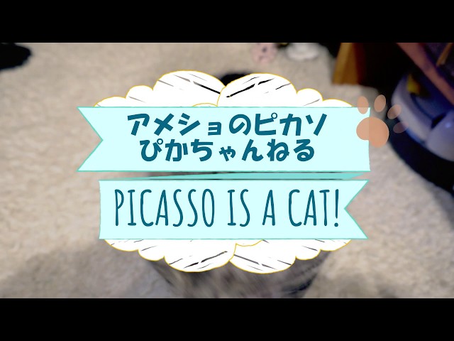 【オープニングムービー】アメショのピカソ！ぴかちゃんる【PRムービー】