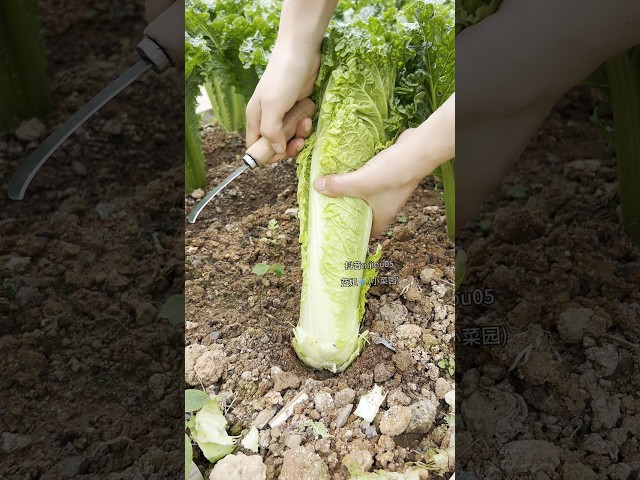 Green hemp leaf cabbage#Can be planted on the balcony or in the courtyard#Vegetable planting.