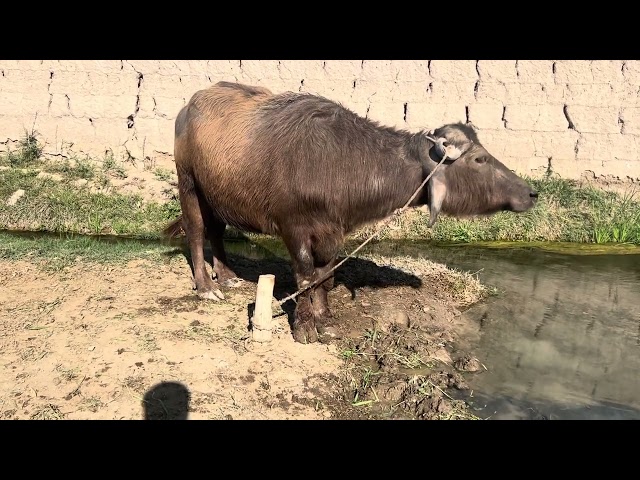 Buffalo eating grass