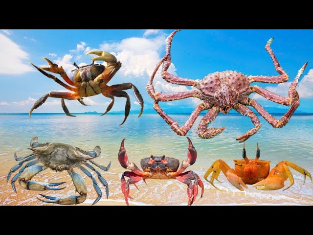 Benefits of sea Crabs to nature and human life #crab #animal #movieanimals #thegioidongvat