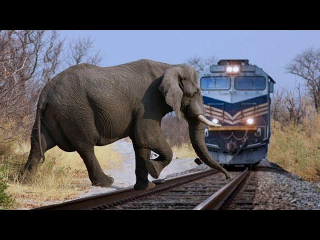 Tragic! Terrifying Moment of Animals Colliding with Trains! | Animal Accidents on the Highway!