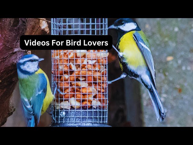 Slow Motion Videos for Bird Lovers - Blue and Great Tits Revealed