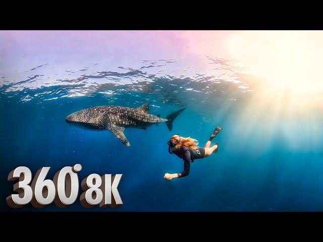 8K 360° Underwater VR Experience: Swimming with Whale Sharks