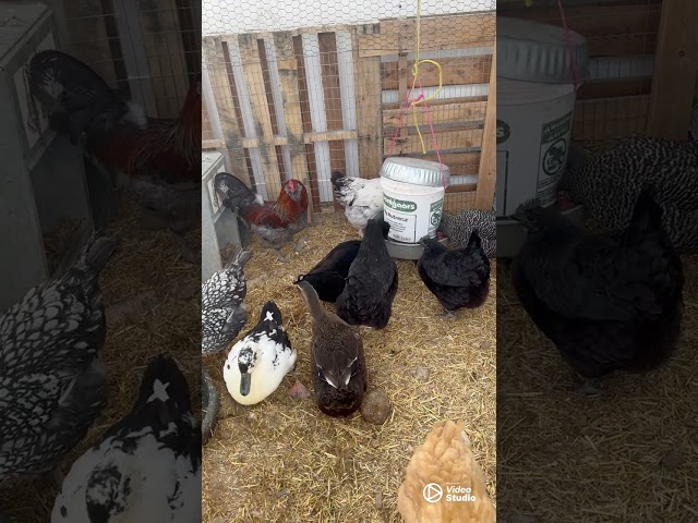 The flock running around the run while a winter storm blows in.