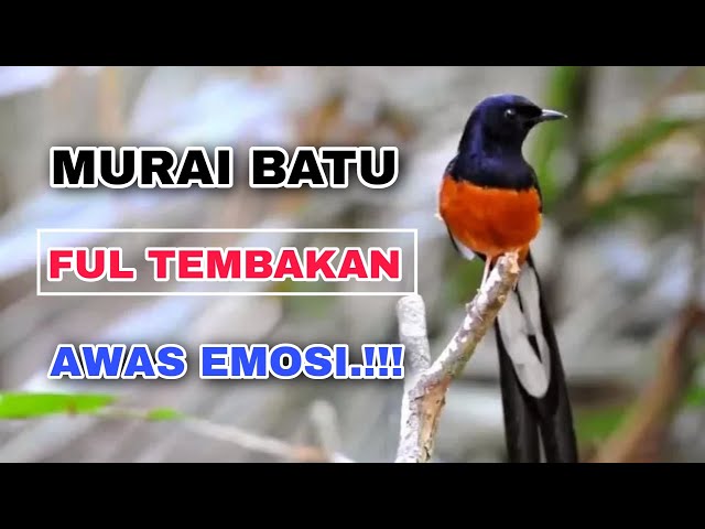 Pancingan Murai Batu Full Isian | Suara Alam, Suara Burung, Relaksasi Alam, Meditasi Alam