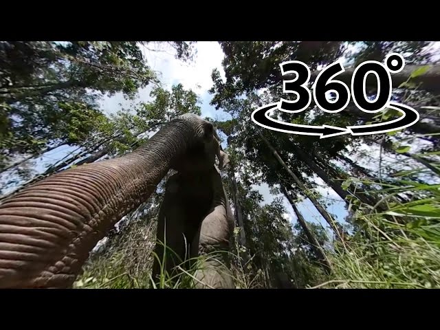 Elephant lives in the wild in 360 degree