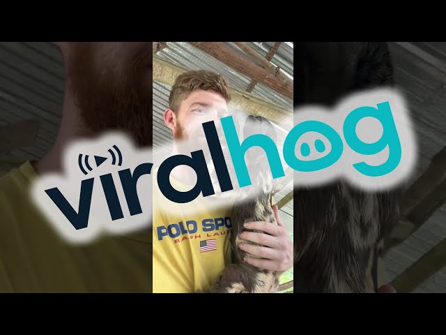 Making Sloth Friends || ViralHog