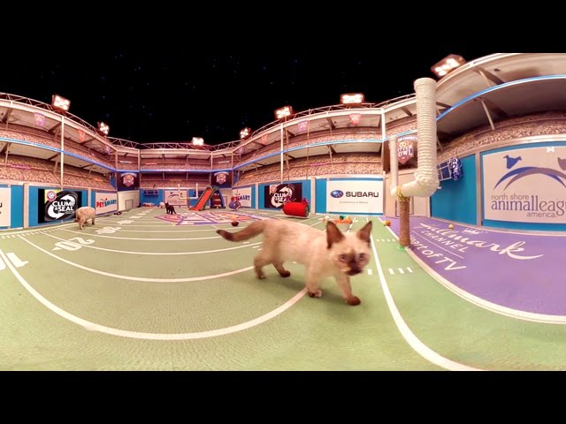 Kitten Bowl IV in 360°!  - Hallmark Channel