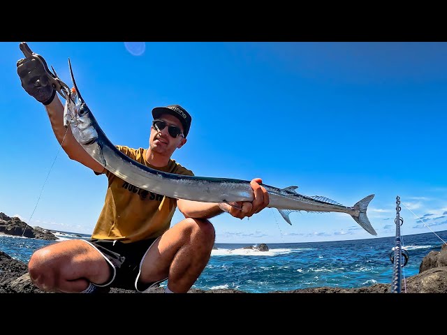 a LONGER fish,a black AMBERJACK,and a barbecued chicken 🍗