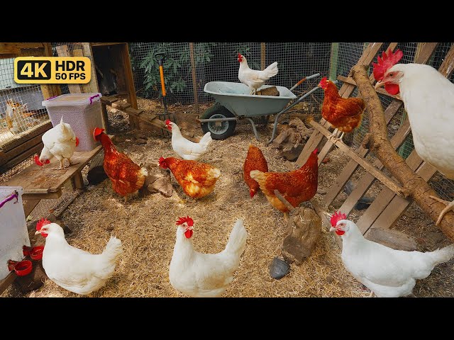 Katzen TV 😸 Chaos im Hühnerstall 🐓 Videos für katzen