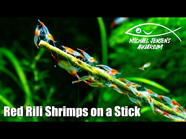 Shrimps on a stick - Red Rili Neocaridina feeding