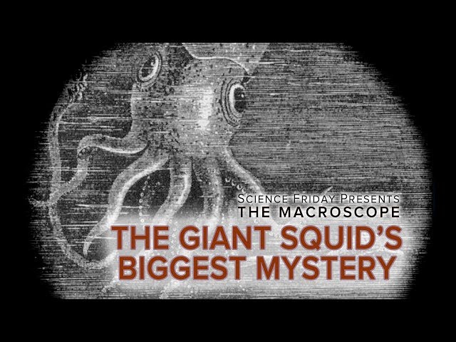 The Giant Squid's Biggest Mystery