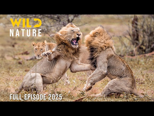 LION KING | The Secrets of the Rulers | Animal documentary