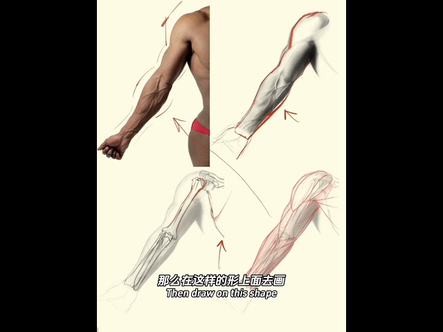 Why Your Lines Look Flat? Anatomy Professor Fixes Figure Drawing Mistakes (Arm Structure Tutorial)