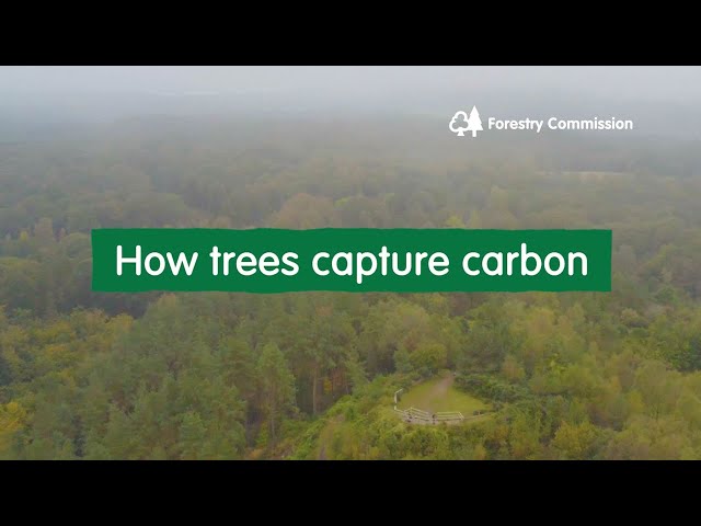 How trees capture carbon