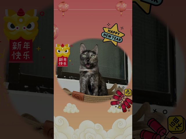 Cute Cat Singing Happy New Year #shorts #cat #cute #happynewyear