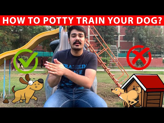 Potty Train Your Dog (Pet) in less than 2 minutes