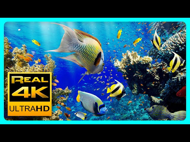 The Best 4K Aquarium for Relaxation II 🐠 Relaxing Oceanscapes - Sleep Meditation 4K UHD Screensaver