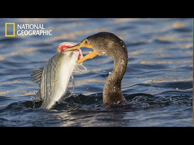 Wildlife: Secrets of the Waterside | National Geographic Documentary 2025 HD