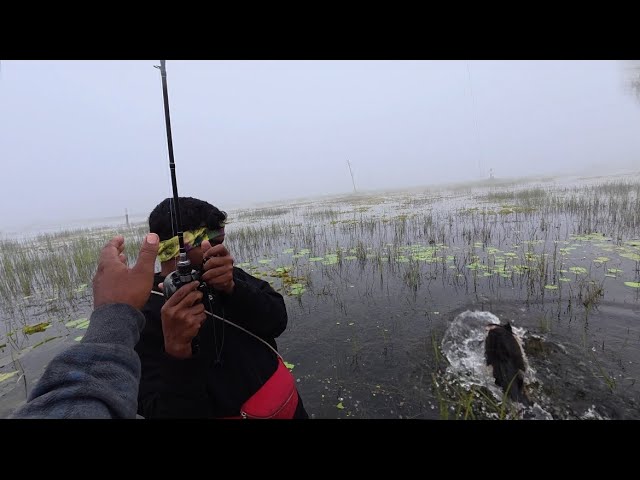 దండయాత్ర ఇది దయాగాడి దండయాత్ర Amazing big size black snakehead fishing mama bros