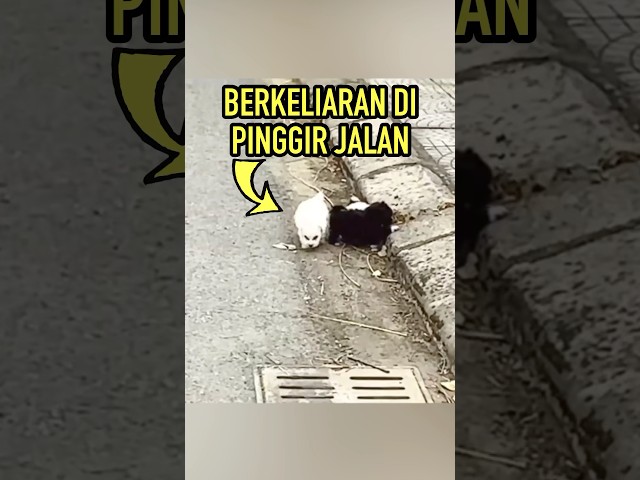 Pria Ini Mendekatinya Secara Perlahan