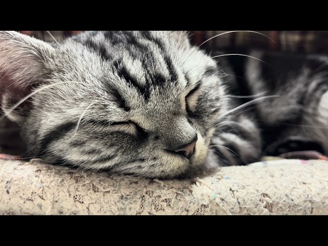 [ASMR for Sleep] 3 hours endurance Purring Cat Purring Sound.