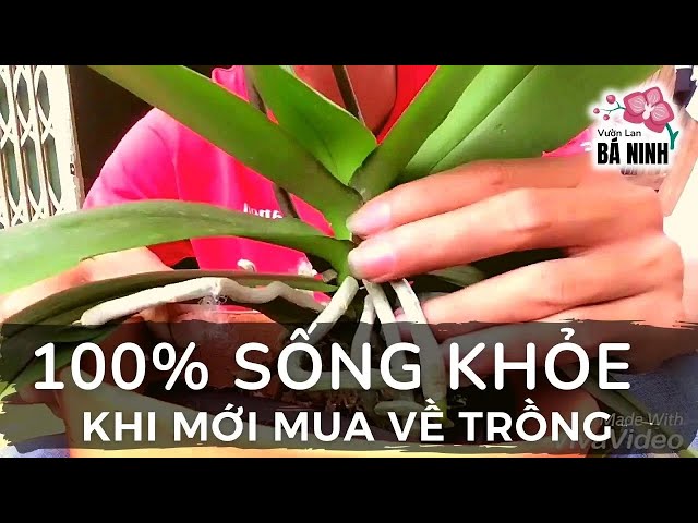 Cách Xử Lý HỒ ĐIỆP Mới Mua Về Sống Khoẻ 100% | Thích trồng Lan - Vườn Lan Bá Ninh