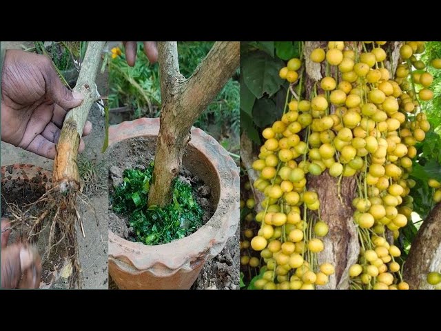 How To Propagate Burmese Grapes From Cutting |  Burmese Grapes | Lotka | Bubi