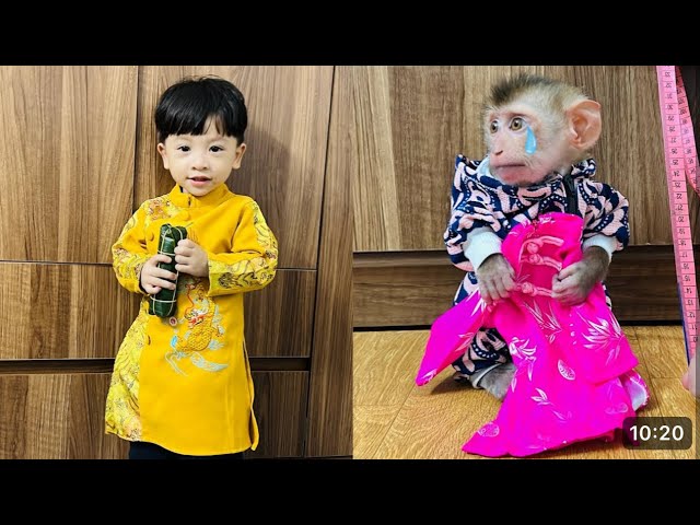 monkey Diana is sad because she cannot wear the traditional ao dai with baby Roma