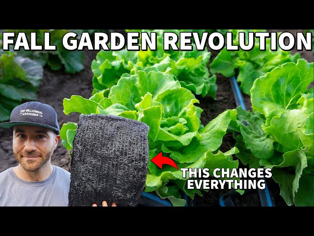 You're Growing Fall Veggies WRONG! This Tip Revolutionizes Fall Gardening