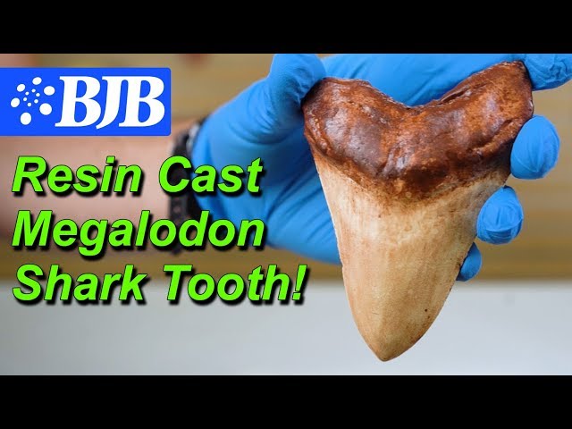 GIANT Resin Cast Megalodon Shark Tooth