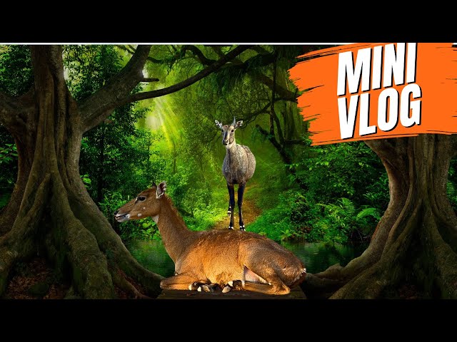 Village Life Explore With Animals Beautiful Place Capture ||#animals #villagelife #asmrvideo ||