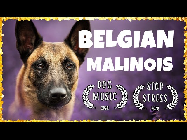 DOG MUSIC: Music for Belgian Malinois ~ Soothing Music For Dogs [TESTED]