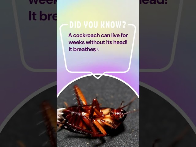 How Can a Cockroach Live Without Its Head?