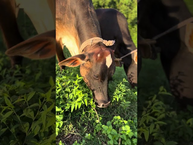 Relaxing ASMR | Cow Couple Munching Grass Peacefully 🌿🎧 #Cow #ASMR #nature