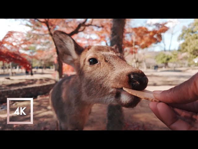 Relaxing Day, Feeding Deer at Nara Park in Japan, Autumn Nature Sounds 4K