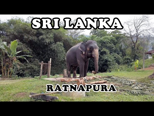 SRI LANKA : RATNAPURA