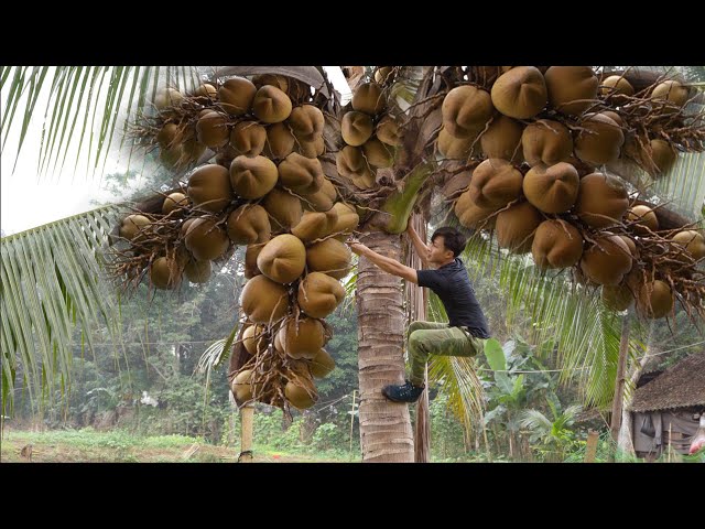 Harvest Big Coconuts Bring Them To The Market To Sell, Buy winter clothes | Thanh trieu TV