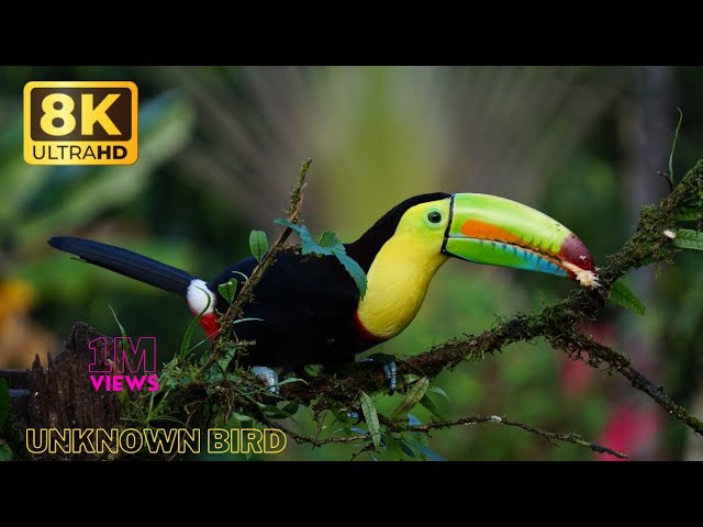 Unknown bird + Bird Life 8K 4K Wild Birds Special Collection 8K VIDEO ULTRA HD HDR 60FPS 4k Video