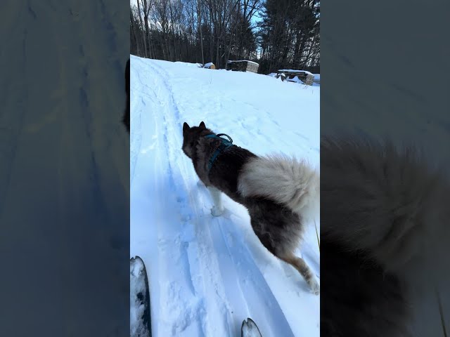 🐺 4K Alaskan Malamute Mountain King 👑 #dog #classicalmusic #husky #snow #skiing