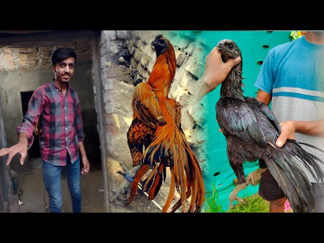 Dragon Aseel VS Shamo, How To Start Chicken Farming At Home, Thai Aseel Murga, Hsn