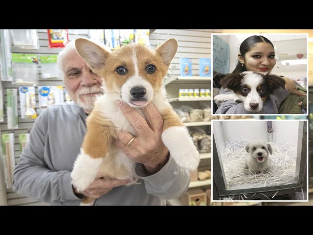 "New York Pet Shop Ban on Dog, Cat, and Rabbit Sales Sparks Controversy and Clearance Deals"