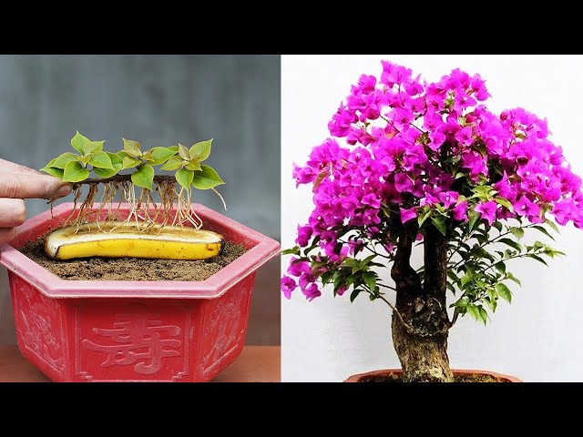 BOUGAINVILLEA LOVERS Rejoice with These Amazing Growth Secrets!