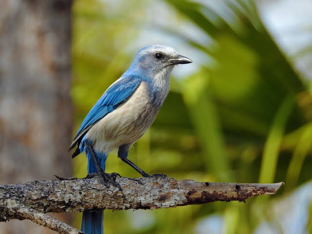 Florida scrub jay: WMNF News