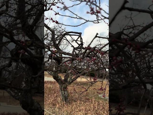 Sofía found buds of plum blossoms💕