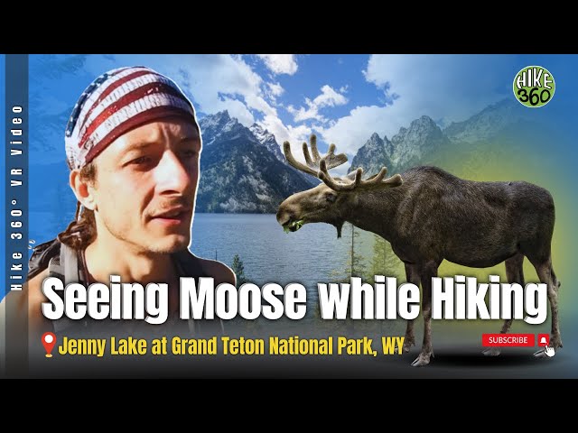 Seeing Moose while Hiking around Jenny Lake at Grand Teton National Park, WY (Hike 360° VR Video)